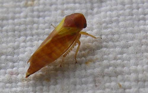 Réf. 287 133 : Oncopsis flavicollis